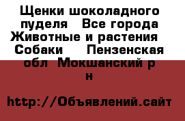Щенки шоколадного пуделя - Все города Животные и растения » Собаки   . Пензенская обл.,Мокшанский р-н